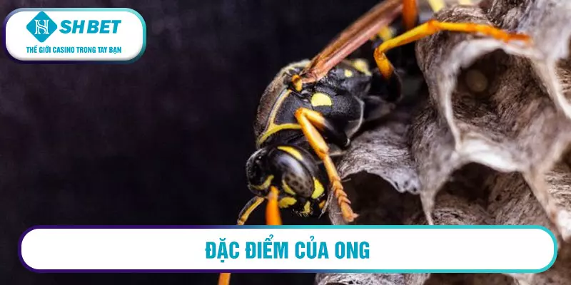 Mơ thấy tổ ong có điềm báo gì? Giải mã giấc mơ ngay hôm nay! 20 Đặc điểm của ong