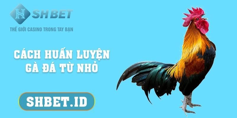 Cách huấn luyện gà đá từ nhỏ - Bật mí 3 mẹo quan trọng 7 SHBET_Cách huấn luyện gà đá từ nhỏ - Bật mí 3 mẹo quan trọng