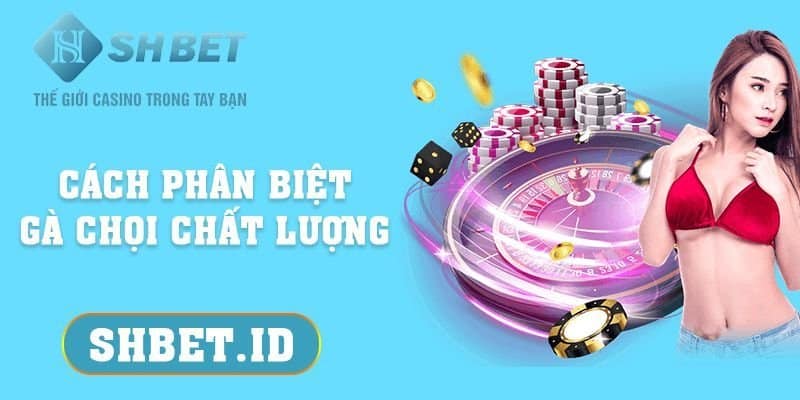 Cách phân biệt gà chọi chất lượng mà ai cũng nên biết 13 SHBET_Cách phân biệt gà chọi chất lượng nên biết 2023