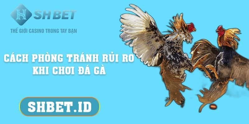 Phương pháp phòng tránh rủi ro khi chơi đá gà chuẩn xác 99% 3 SHBET_Phương pháp phòng tránh rủi ro khi chơi đá gà chuẩn xác 99%