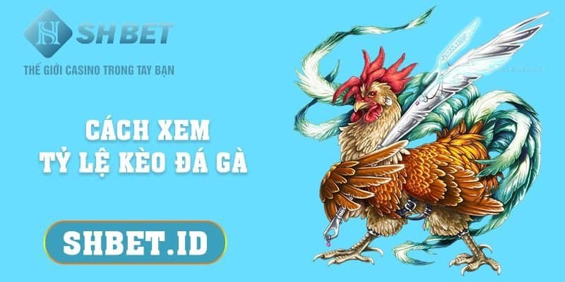 Cách xem tỷ lệ kèo đá gà - Tổng hợp thông tin mới nhất 2023 5 SHBET_Cách xem tỷ lệ kèo đá gà - Tổng hợp thông tin mới nhất 2023