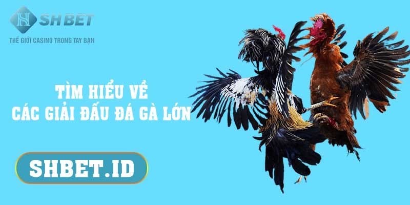 Tìm hiểu về các giải đấu đá gà lớn - 2 trận ấn tượng nhất 1 SHBET_Tìm hiểu về các giải đấu đá gà lớn - 2 trận ấn tượng nhất